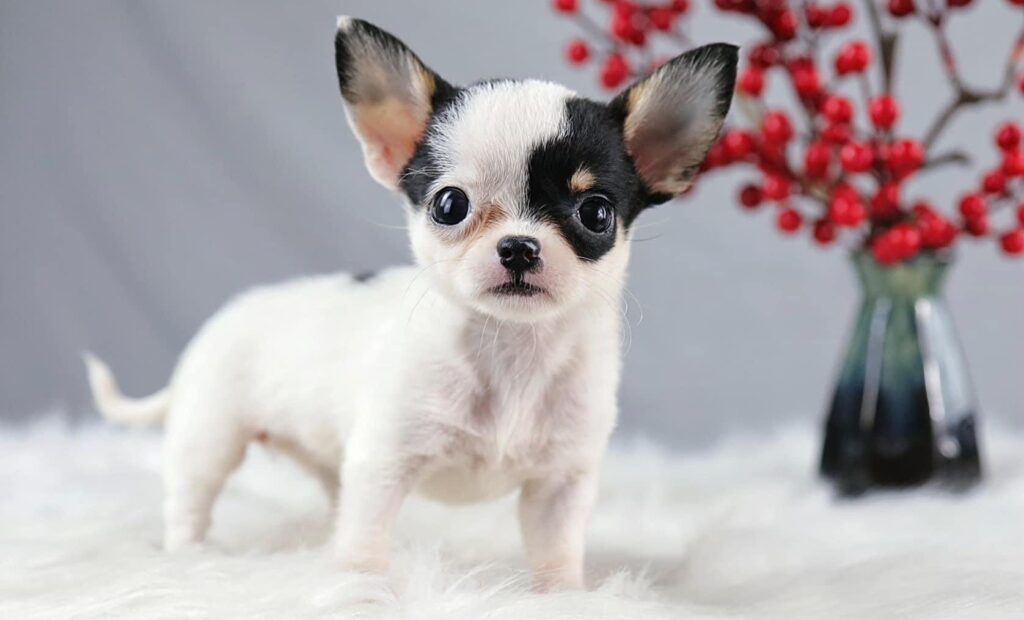 Chó Chihuahua Mini: Đặc Điểm, Cách Nuôi & Bảng Giá Chi Tiết 3 Đặc điểm của giống chó Chihuahua mini thuần chủng