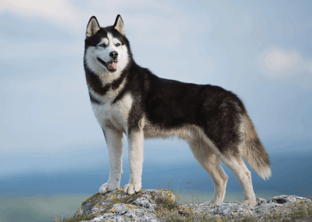 Chó Husky: Đặc Điểm, Cách Nuôi & Bảng Giá Mới Nhất 3 Đặc điểm ngoại hình của chó Husky thuần chủng