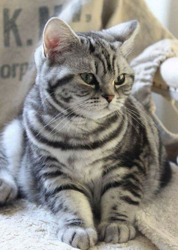 Đặc điểm ngoại hình của mèo Anh lông ngắn màu tabby
