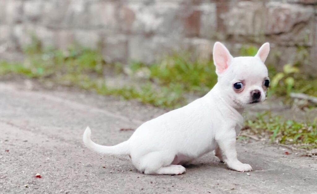 Chó Chihuahua Mini: Đặc Điểm, Cách Nuôi & Bảng Giá Chi Tiết 7 Kinh nghiệm chọn mua giống chó Chihuahua mini