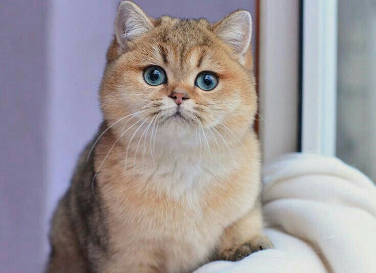 Kinh nghiệm chọn mua mèo Anh lông ngắn màu tabby