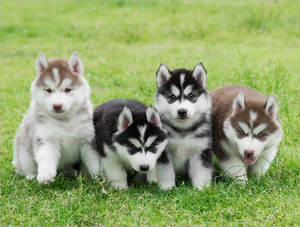 Chó Husky: Đặc Điểm, Cách Nuôi & Bảng Giá Mới Nhất 6 Kinh nghiệm nuôi và chăm sóc giống chó Husky
