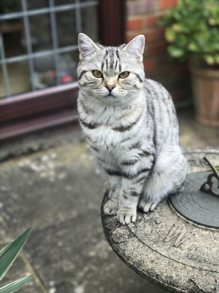 Mèo Anh lông ngắn tabby giá bao nhiêu