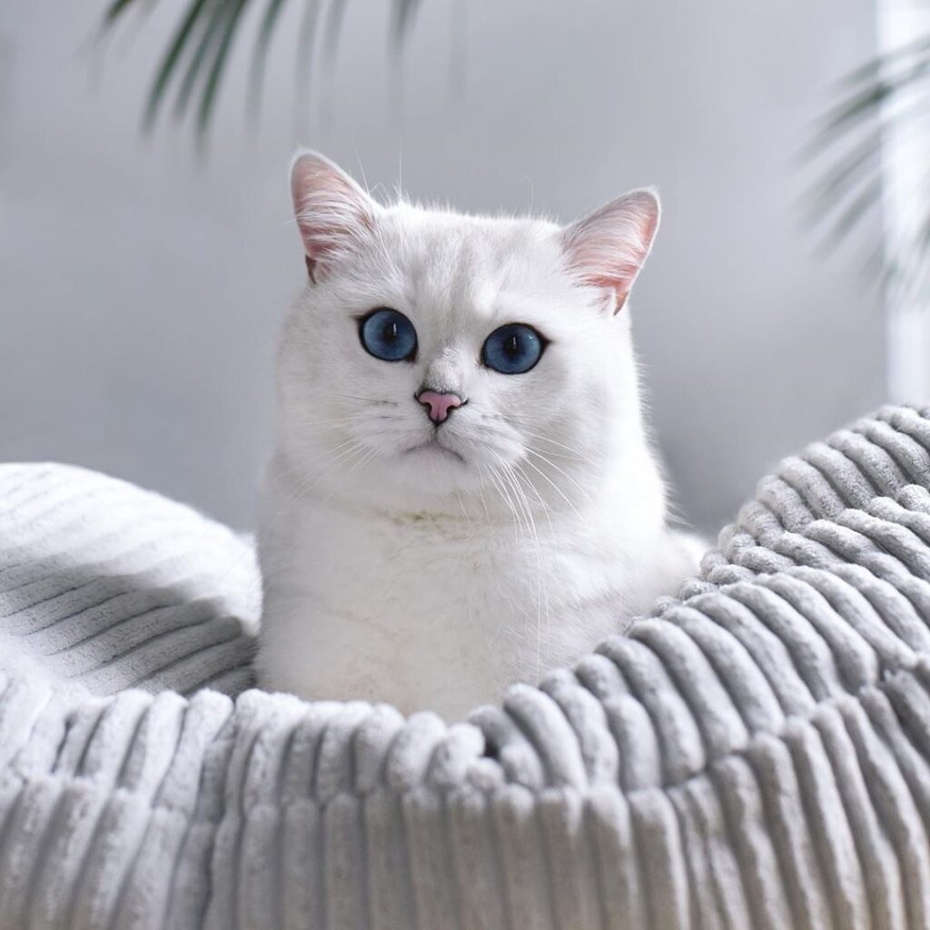 Mèo Anh lông ngắn trắng giá bao nhiêu?