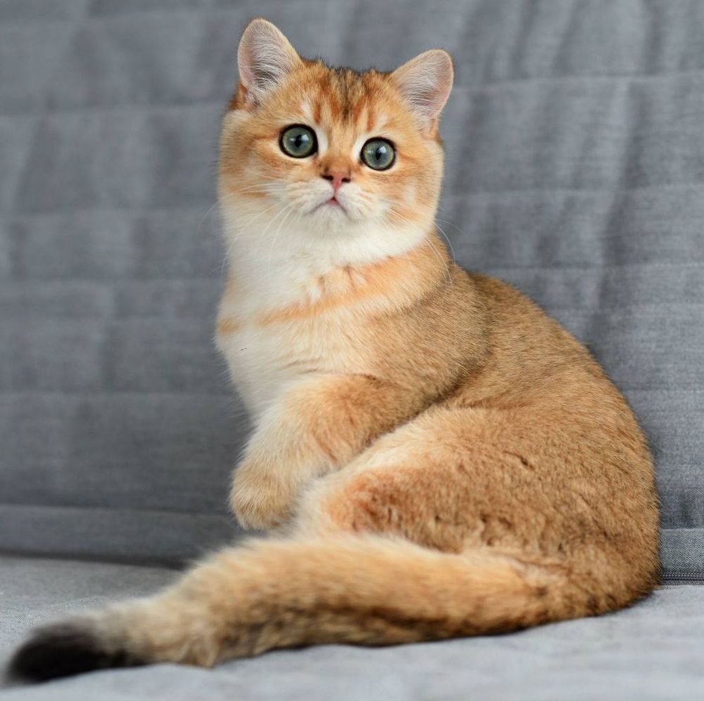 Mèo anh lông ngắn tabby vàng