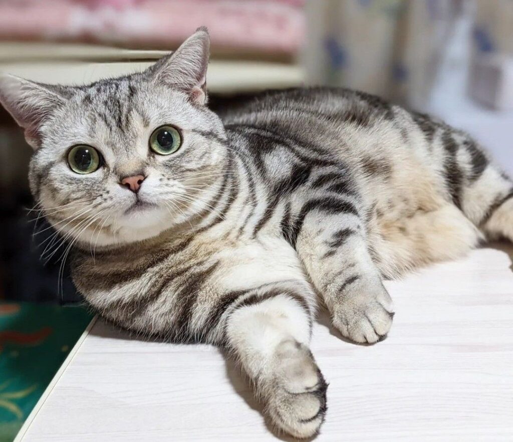 Mèo anh lông ngắn tabby xám
