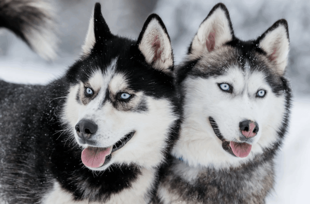 Chó Husky: Đặc Điểm, Cách Nuôi & Bảng Giá Mới Nhất 2 Nguồn gốc của giống chó Husky Sibir