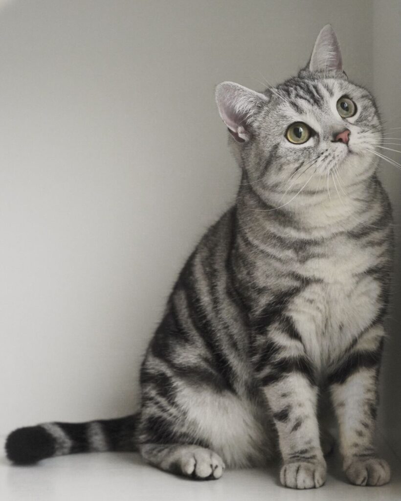 Nguồn gốc mèo anh lông ngắn tabby