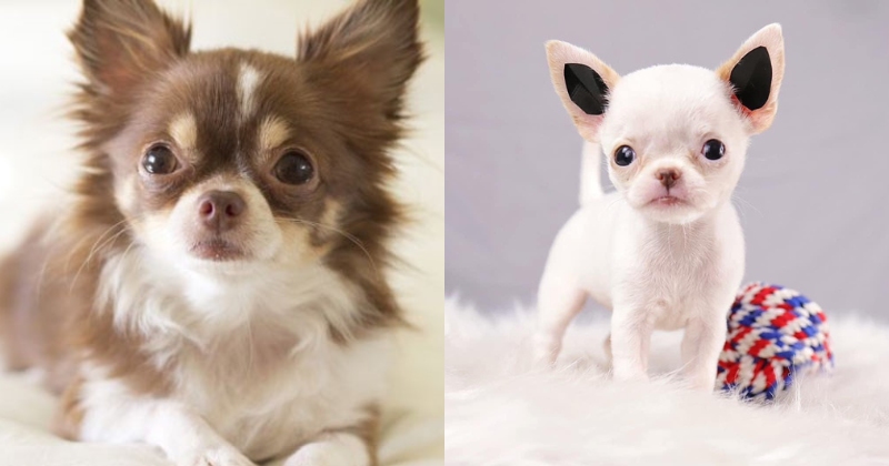 Chó Chihuahua Mini: Đặc Điểm, Cách Nuôi & Bảng Giá Chi Tiết 4 Phân biệt Chihuahua mini thuần chủng và Chihuahua lai Phốc