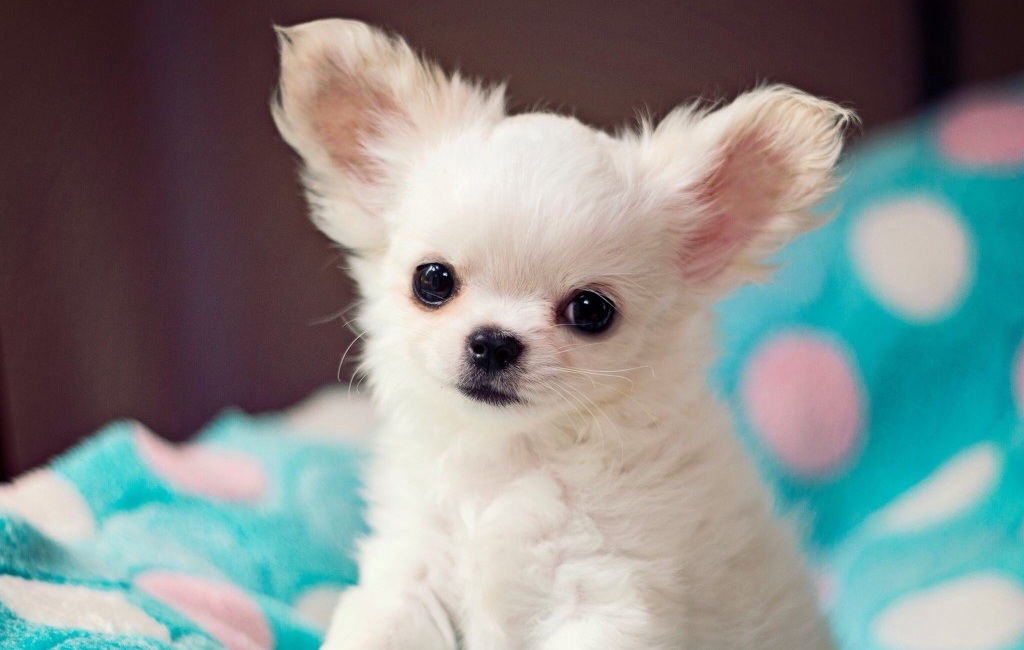 Chó Chihuahua Mini: Đặc Điểm, Cách Nuôi & Bảng Giá Chi Tiết 5 Rủi ro sức khỏe đặc thù ở giống chó Chihuahua mini