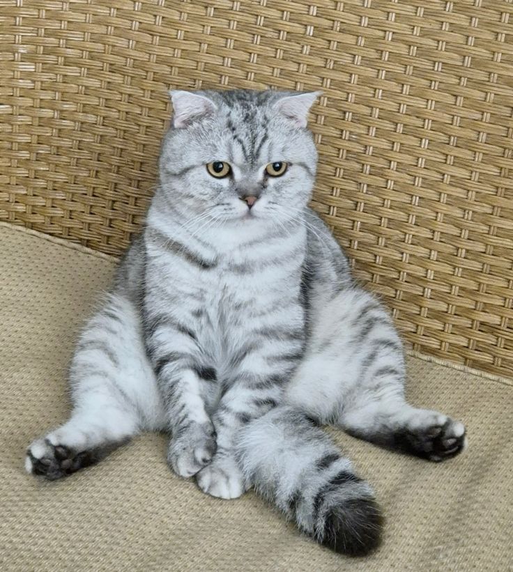 Cách chăm sóc mèo Anh lông ngắn vằn