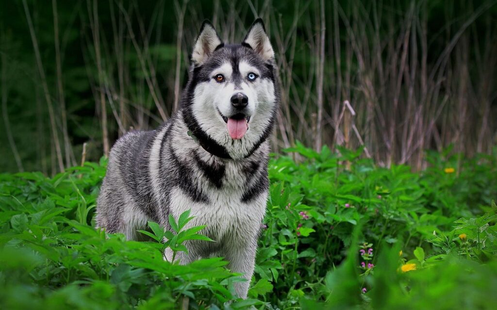 Chó Husky: Đặc Điểm, Cách Nuôi & Bảng Giá Mới Nhất 8 Câu hỏi thường gặp khi nuôi Husky
