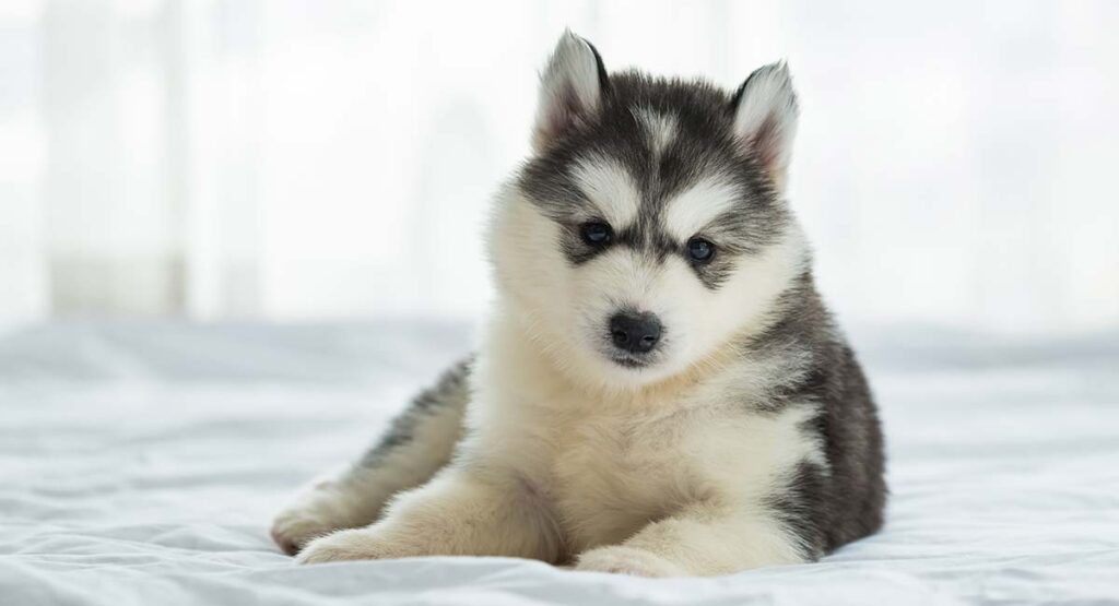 Chó Husky: Đặc Điểm, Cách Nuôi & Bảng Giá Mới Nhất 7 Chó Husky giá bao nhiêu?