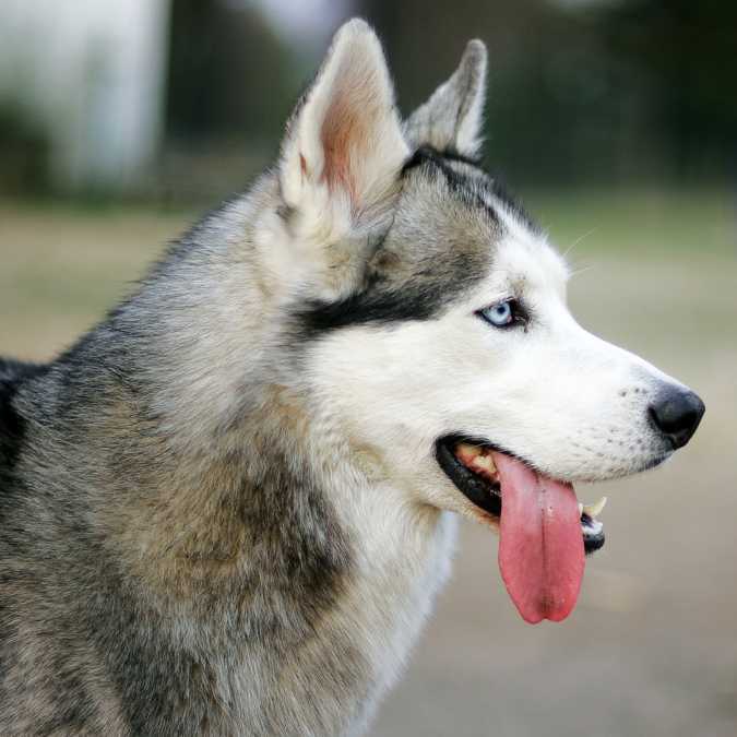 Chó Husky: Đặc Điểm, Cách Nuôi & Bảng Giá Mới Nhất 4 Lý do Husky bị gọi là "ngáo"