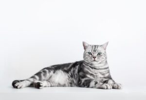 Mèo Anh lông ngắn tabby