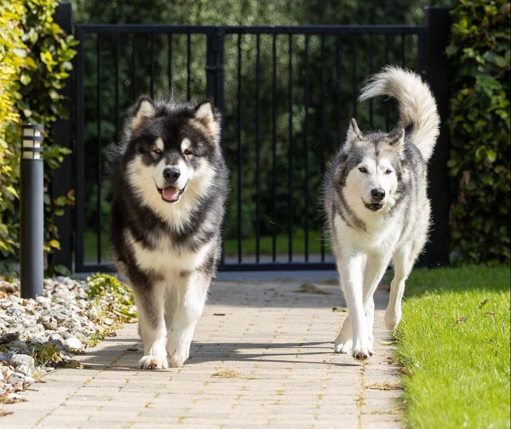 Chó Husky: Đặc Điểm, Cách Nuôi & Bảng Giá Mới Nhất 5 Phân biệt chó Husky ngáo và chó Alaska Malamute
