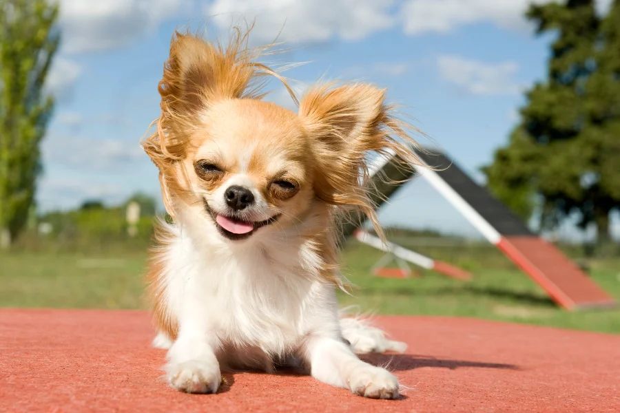 Chó chihuahua lông dài: Đặc điểm, cách nuôi & bảng giá 2026 7 Lưu ý khi chọn mua chó Chihuahua lông dài