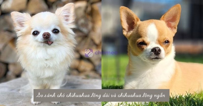 Chó chihuahua lông dài: Đặc điểm, cách nuôi & bảng giá 2026 3 So sánh chó Chihuahua lông dài và Chihuahua lông ngắn
