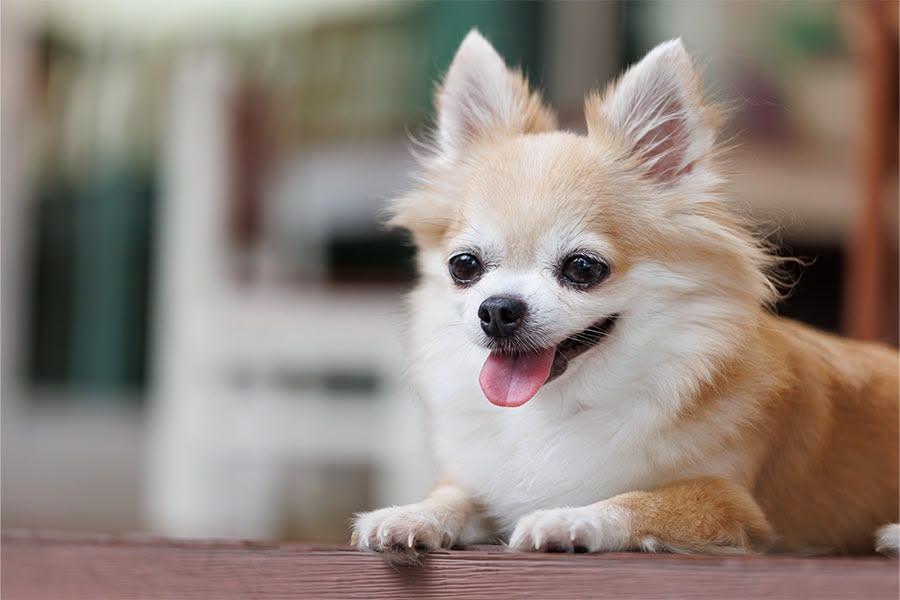 Chó Chihuahua lông dài